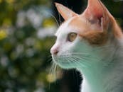 特写镜头中，一只白橙相间的猫在郁郁葱葱的户外环境里向前张望