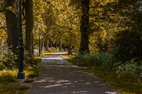Empty Pathway Between Trees