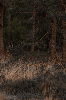 A tranquil forest scene showcasing tall trees and lush greenery, ideal for nature lovers.