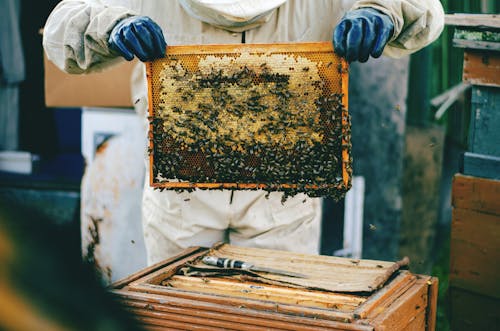 Foto stok gratis lebah madu, memegang, merapatkan