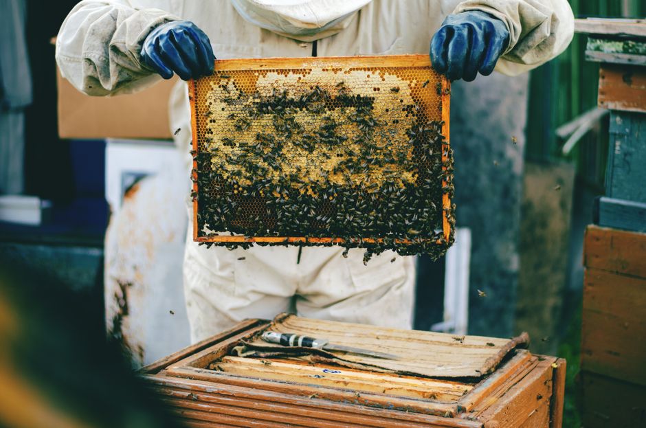 A beekeeper holding a honeycomb frame full of bees during a careful inspection