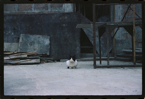 子猫, 猫の背景の無料の写真素材