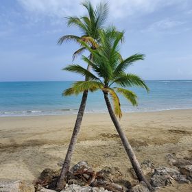 Palm trees on a tropical beach — photo by Joshua Carter on Pexels