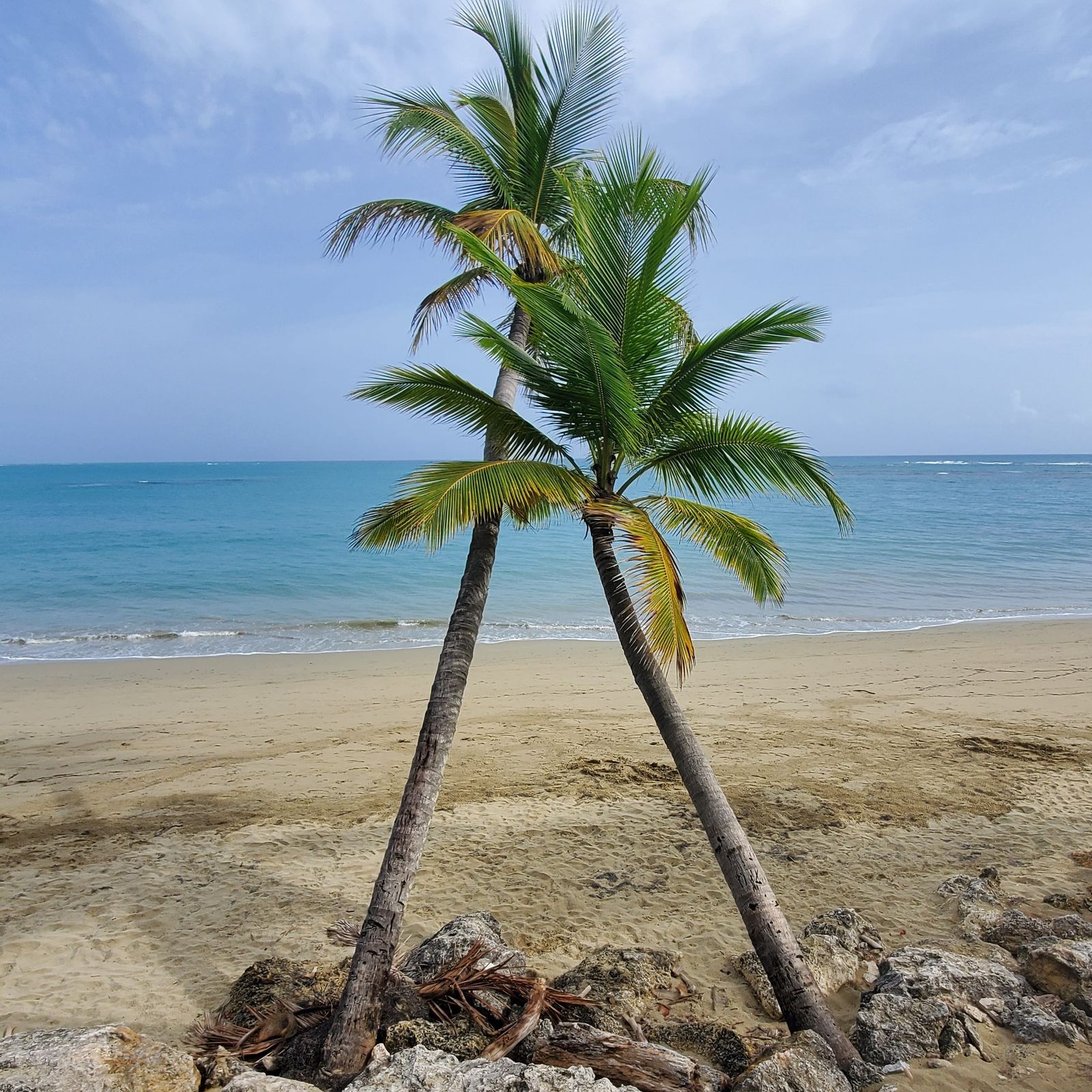 Palm trees and blue water in Cabarete