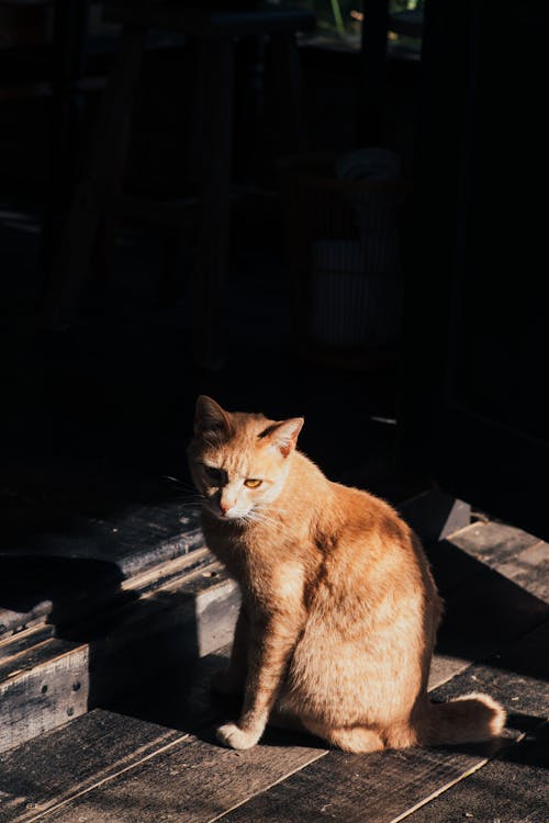 An Orange Cat on a Wooden Floor