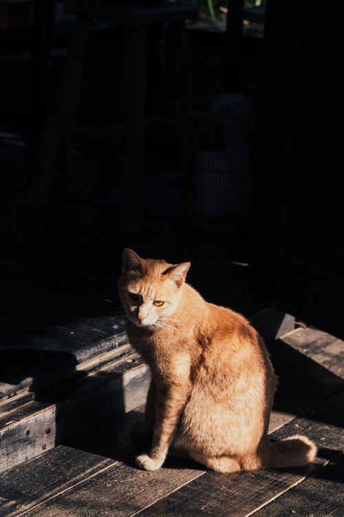 Free An orange tabby cat sitting on a wooden floor, bathed in warm sunlight. Stock Photo