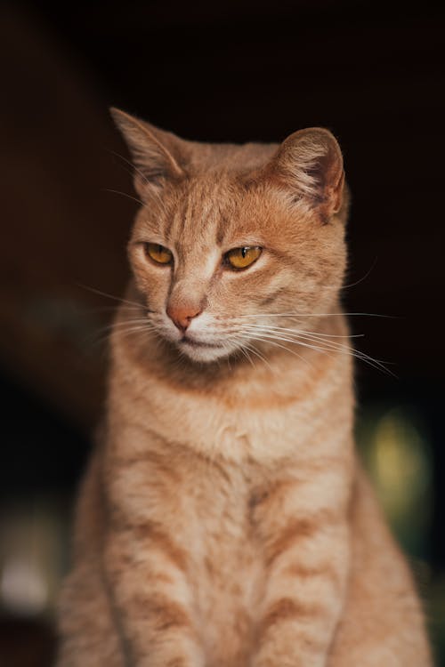 Brown Cat in Close Up Shot