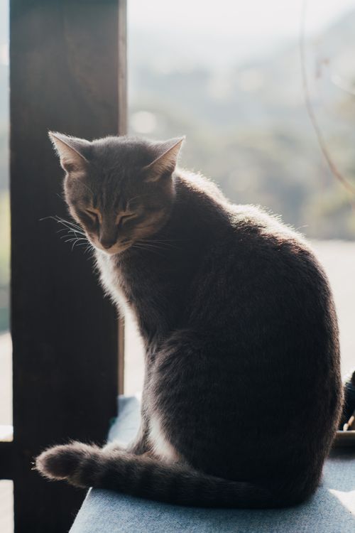 Free A serene tabby cat sitting on a windowsill in soft natural sunlight. Stock Photo