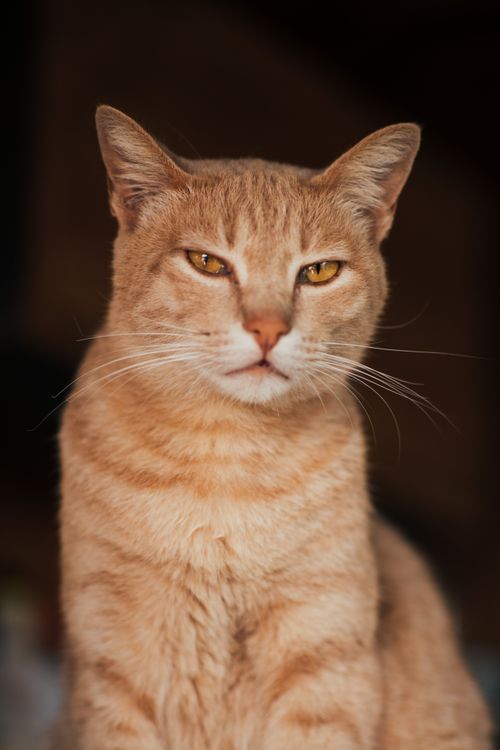 Free Warm close-up portrait of a domestic tabby cat with expressive eyes. Stock Photo