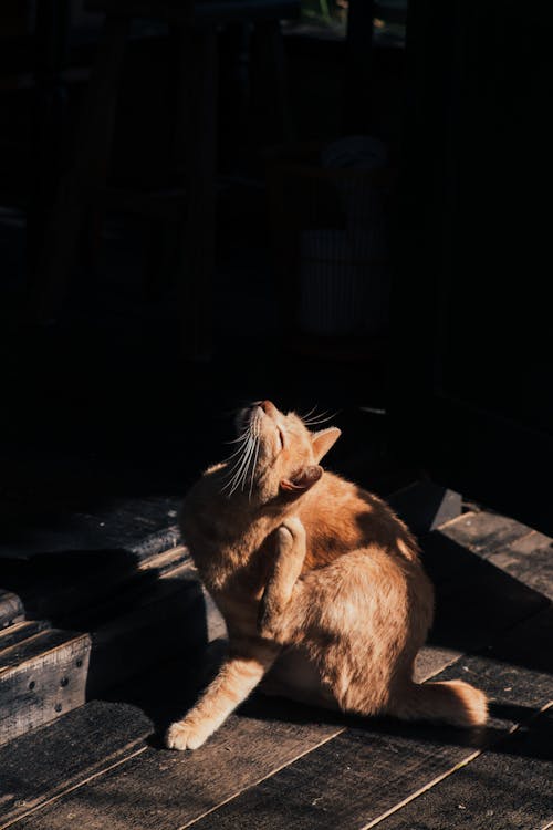 A Tabby Cat on a Wooden Floor 