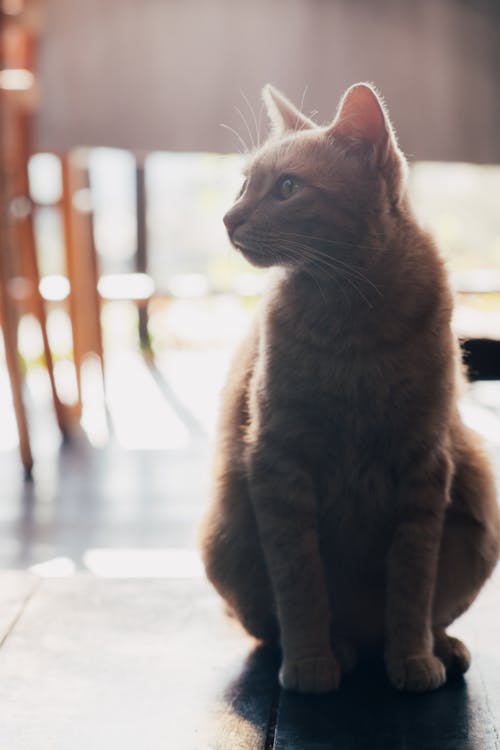 Orange Cat on a Wooden Floor