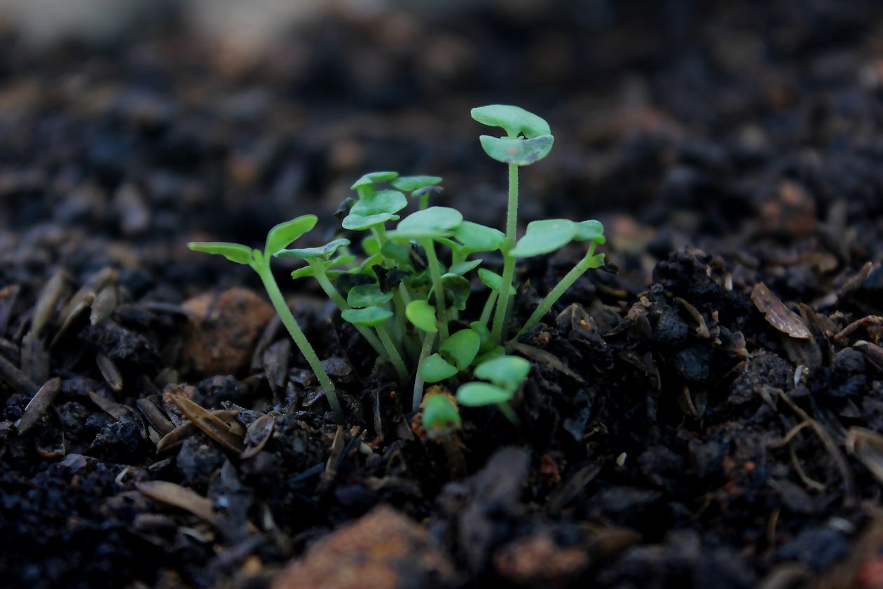 Vibrant green seedlings sprouting from soil representing long-term email list growth