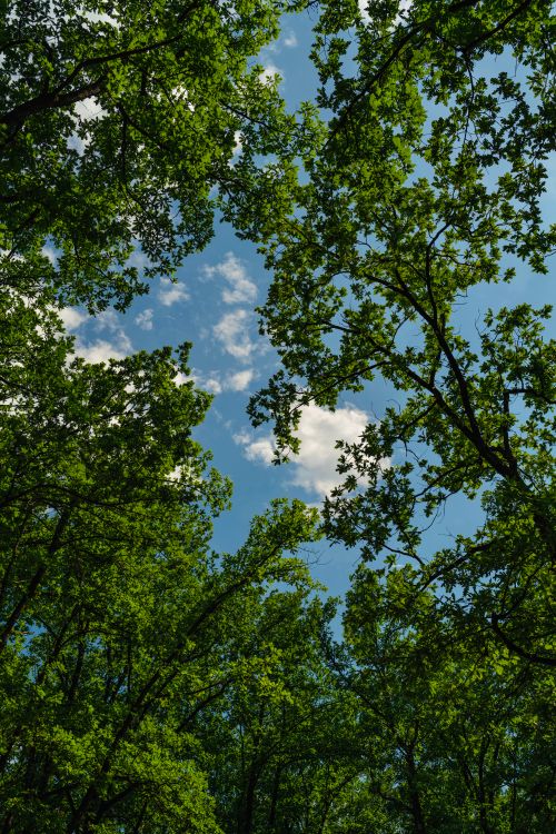 Free View of vibrant green forest canopy reaching towards a clear blue sky in Albania. Stock Photo
