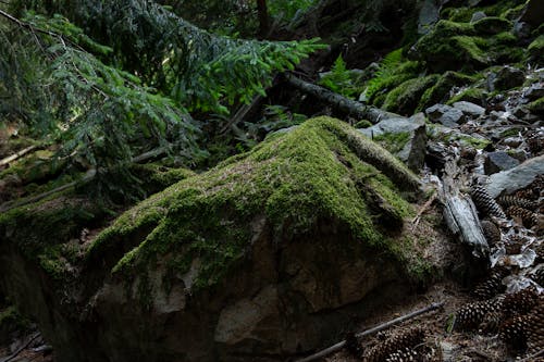 Free stock photo of ÄeskÃ les, Äesko, bracken