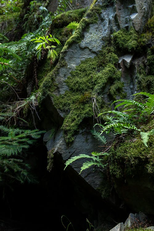 Free stock photo of ÄeskÃ les, Äesko, bracken