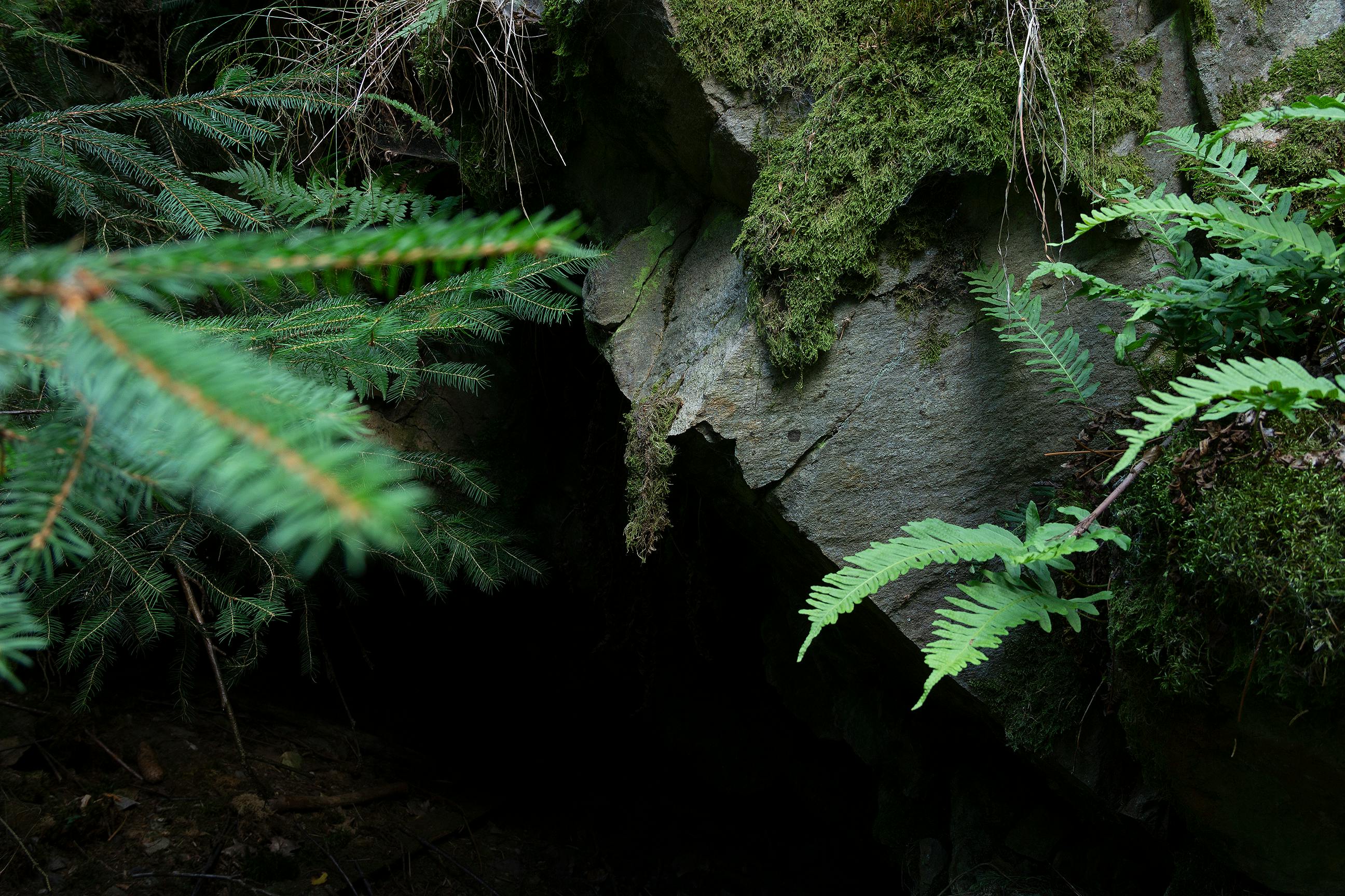 Explore the lush greenery of ferns and moss on rocky formations in a Czech forest. Perfect for nature enthusiasts.