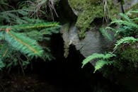 在捷克森林的岩石地层上，探索郁郁葱葱的蕨类植物和苔藓，是自然爱好者的完美选择