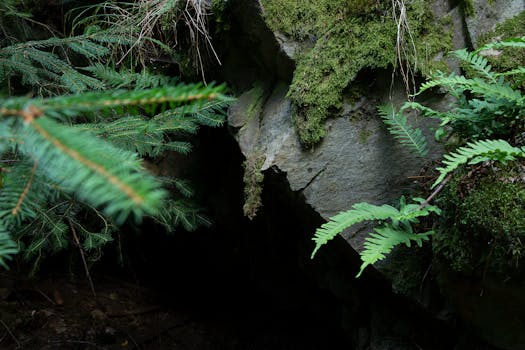 在捷克森林的岩石地层上，探索郁郁葱葱的蕨类植物和苔藓，是自然爱好者的完美选择