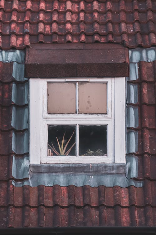 Free Green Plant on Brown Wooden Window Stock Photo