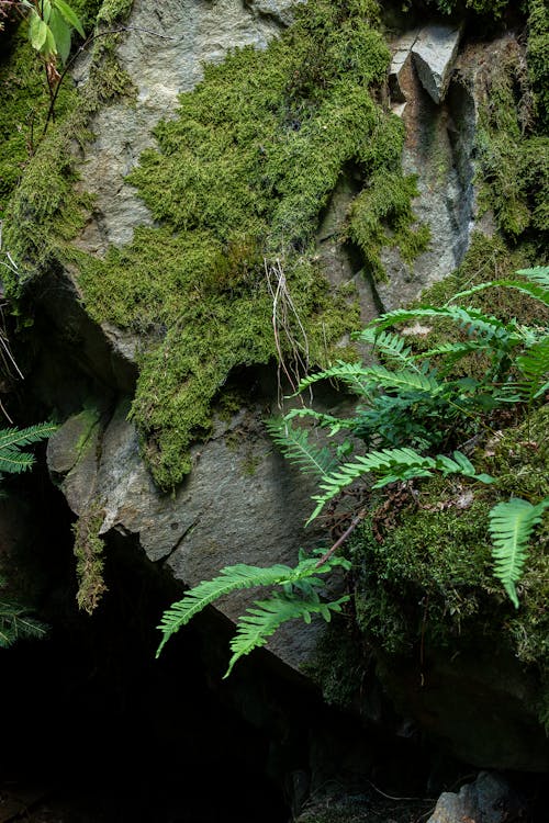 Free stock photo of ÄeskÃ les, Äesko, bracken