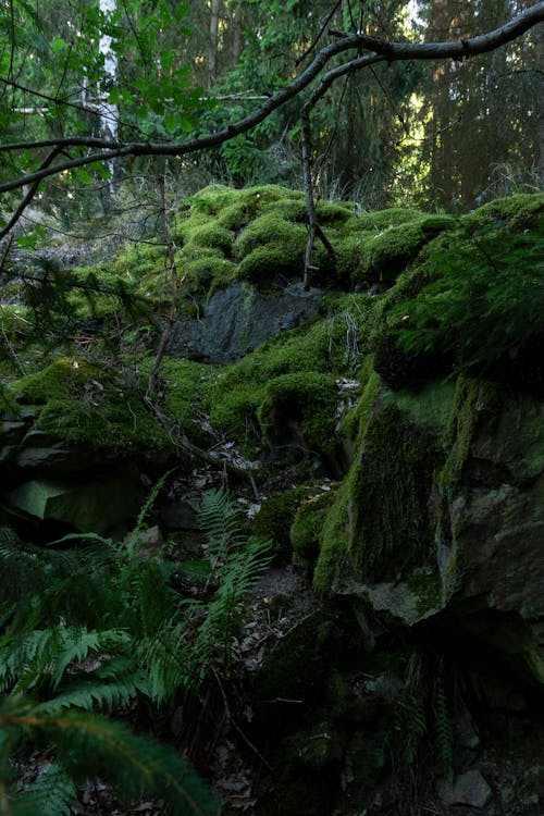 Free stock photo of ÄeskÃ les, Äesko, czech forest