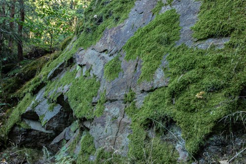 Free stock photo of ÄeskÃ les, Äesko, czech forest