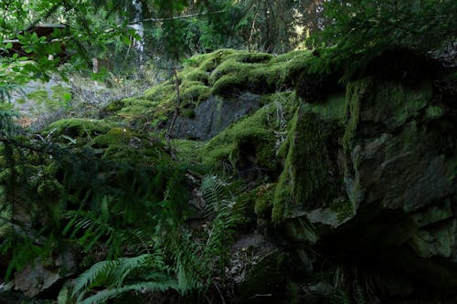무료 이끼 낀 바위와 양치 식물의 사진 스톡 사진