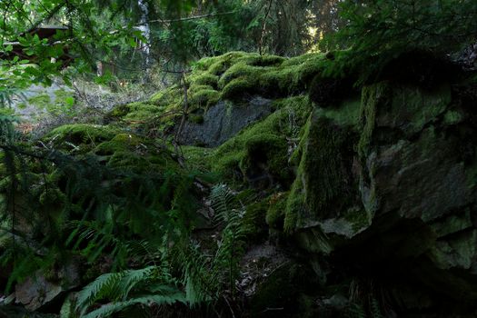 A verdant forest scene in Golčův Jeníkov, Czechia, showcasing lush moss and ferns.