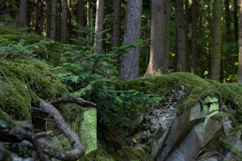 Free stock photo of ÄeskÃ les, Äesko, czech forest