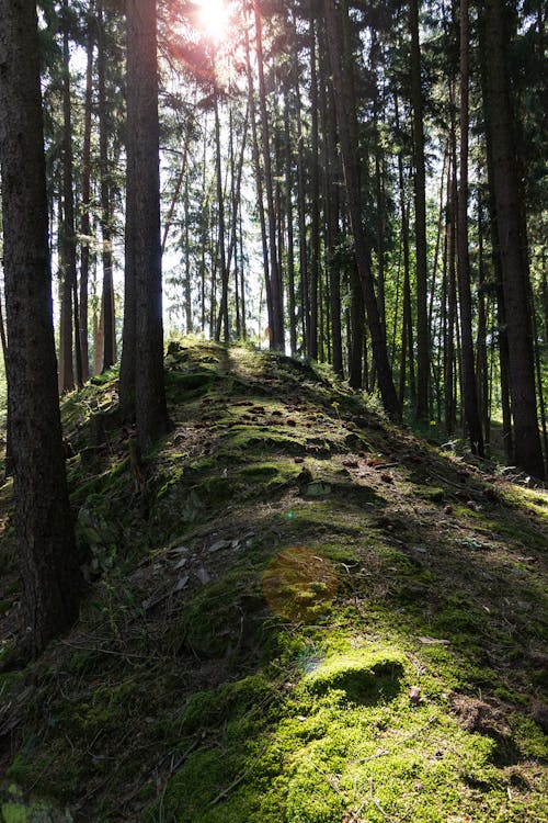 Free stock photo of ÄeskÃ les, Äesko, czech forest