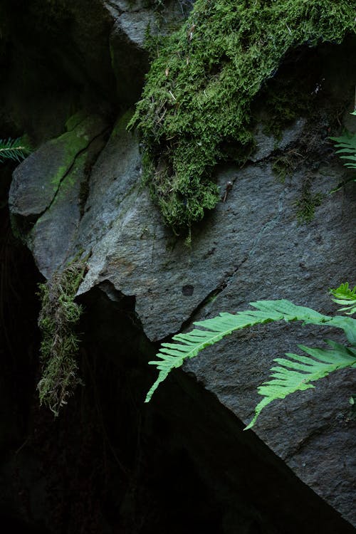 Free stock photo of ÄeskÃ le, ÄeskÃ republika, Äesko