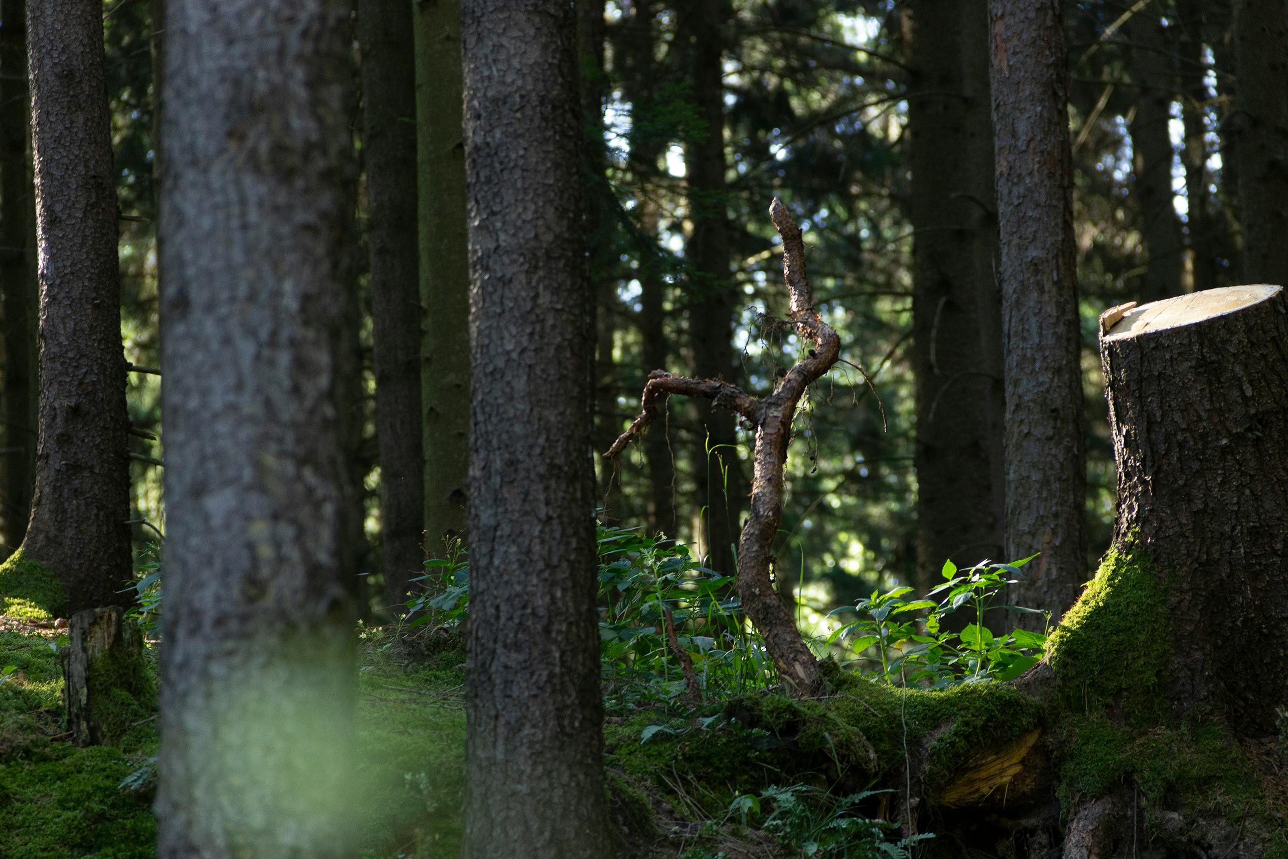 Tree stump in a lush green area