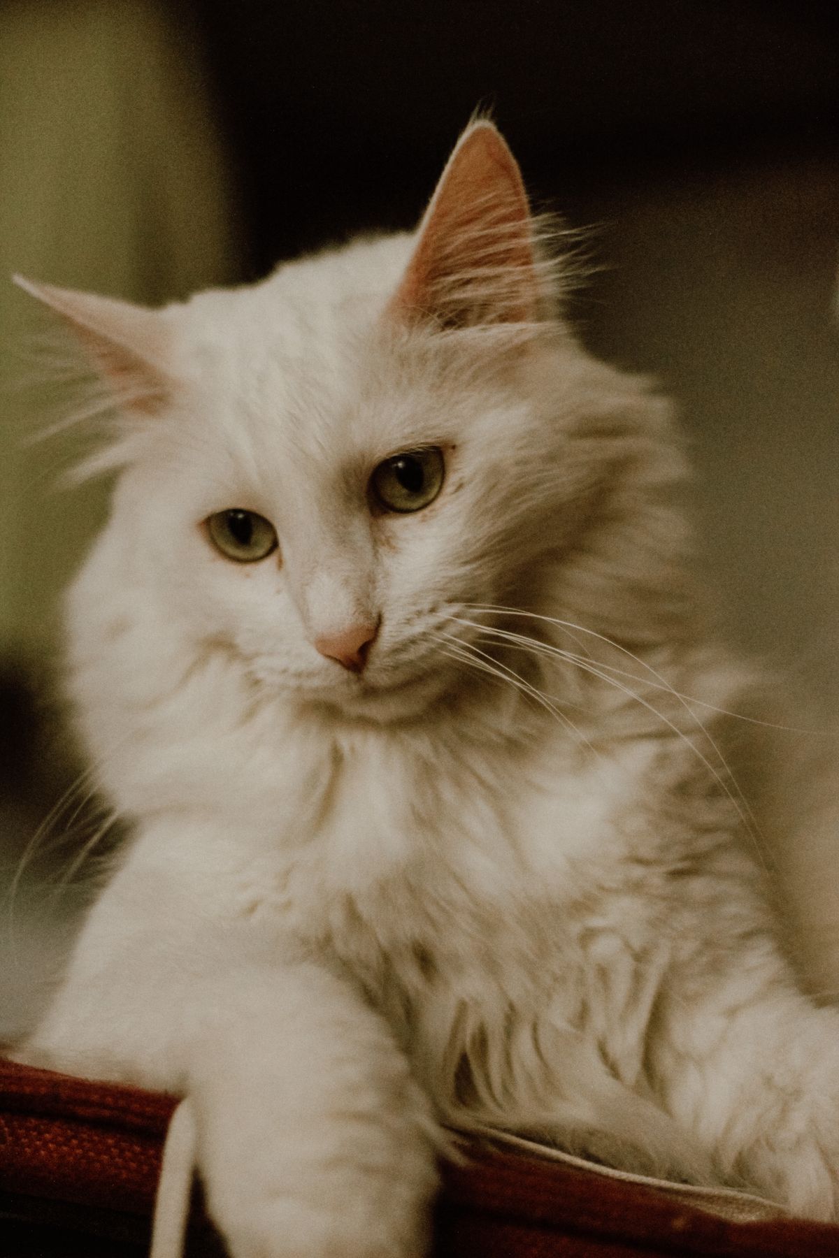 Chat angora turc blanc au poil mi-long soyeux, allongé en intérieur