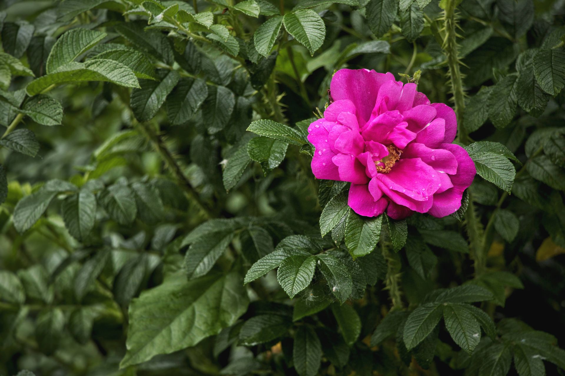A close-up of a vibrant pink Rosa Rugosa flower nestled within lush green leaves, showcasing its natural beauty.
