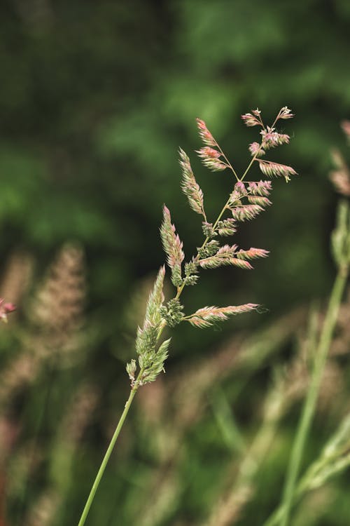 Kostenloses Stock Foto zu gras, nahansicht, selektiven fokus