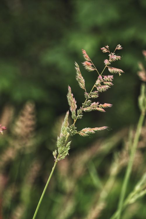 Free Detailed close-up view of delicate grass with a blurred green background, showcasing depth of field. Stock Photo