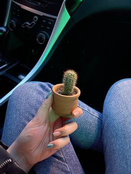 Close-up of hand holding a small cactus in a clay pot inside a car. Unique green aesthetic.
