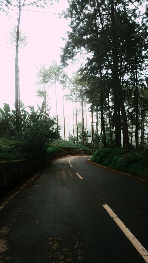 Empty Road Between Green Trees