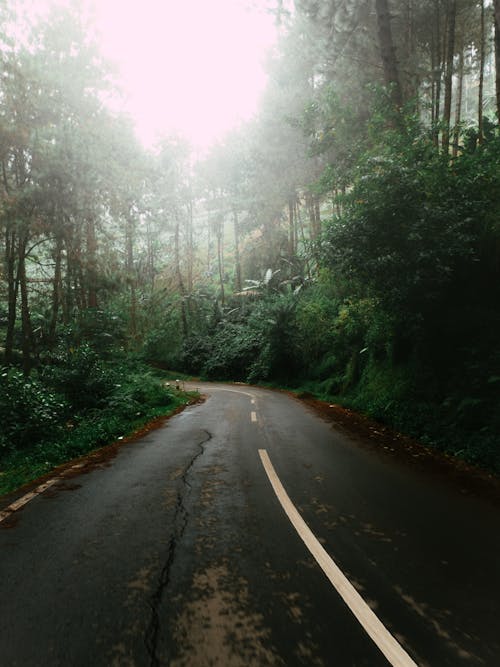 Immagine gratuita di alberi verdi, campagna, nebbia