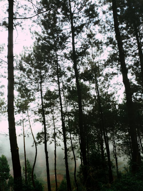 Fotobanka s bezplatnými fotkami na tému hmla, príroda, prostredie