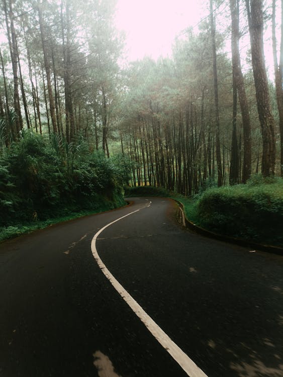 Empty Asphalt Road in Between Trees