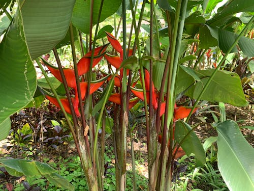 Free stock photo of flores Stock Photo