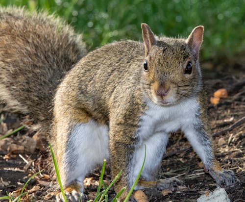 Imagine de stoc gratuită din a închide, adorabil, animal