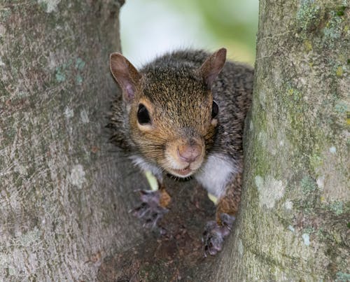 Close Up Shot of a Squirrel