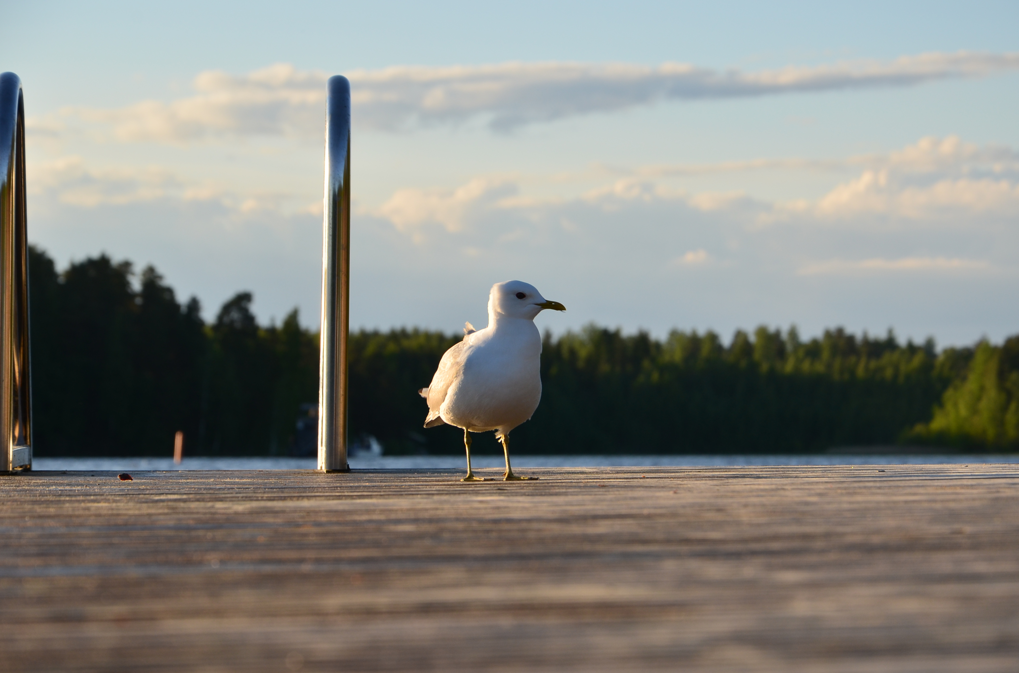 Kotka