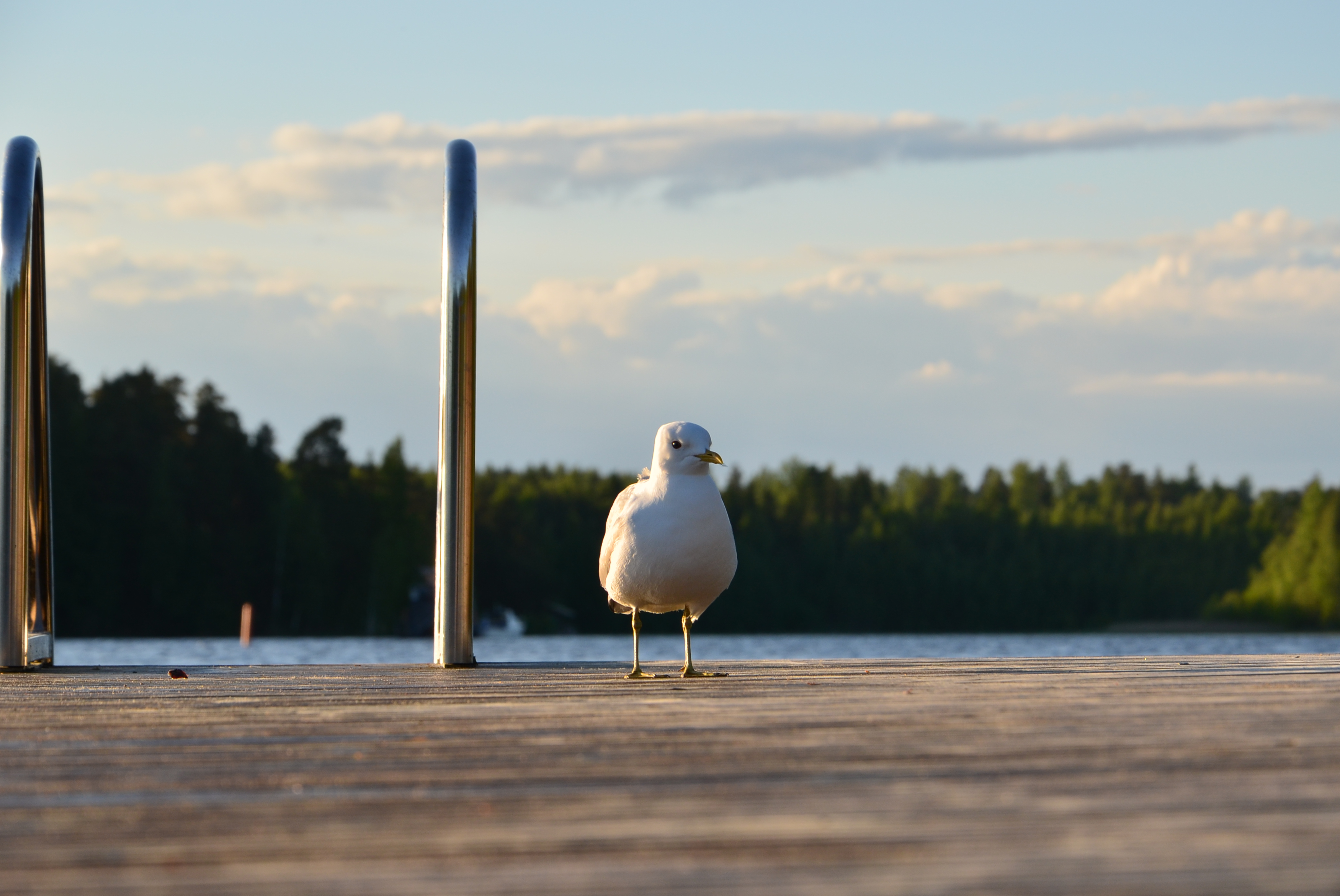 Finland Braces for Fluctuating Temperatures as Heatwave Looms—Then Cools—Temporarily