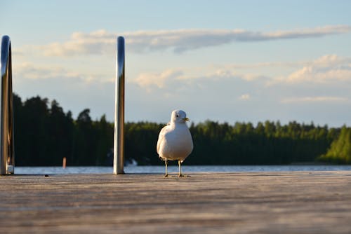 Photo of Seagull on a Dock