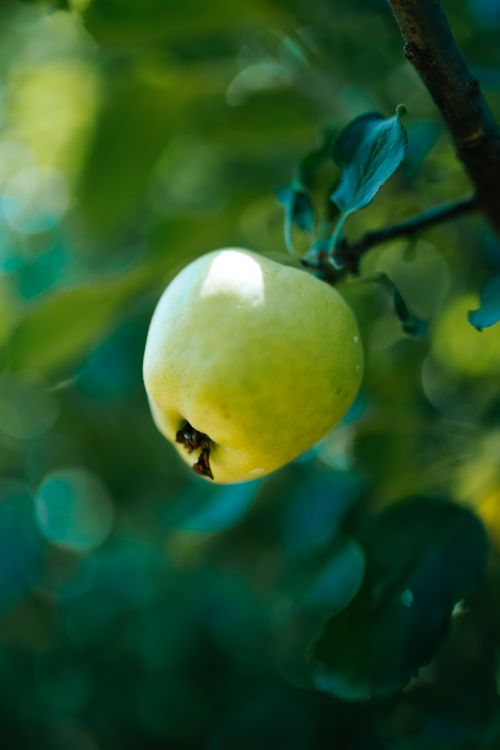Free A vibrant close-up of an unripe quince hanging from a branch with blurred greenery in the background. Stock Photo