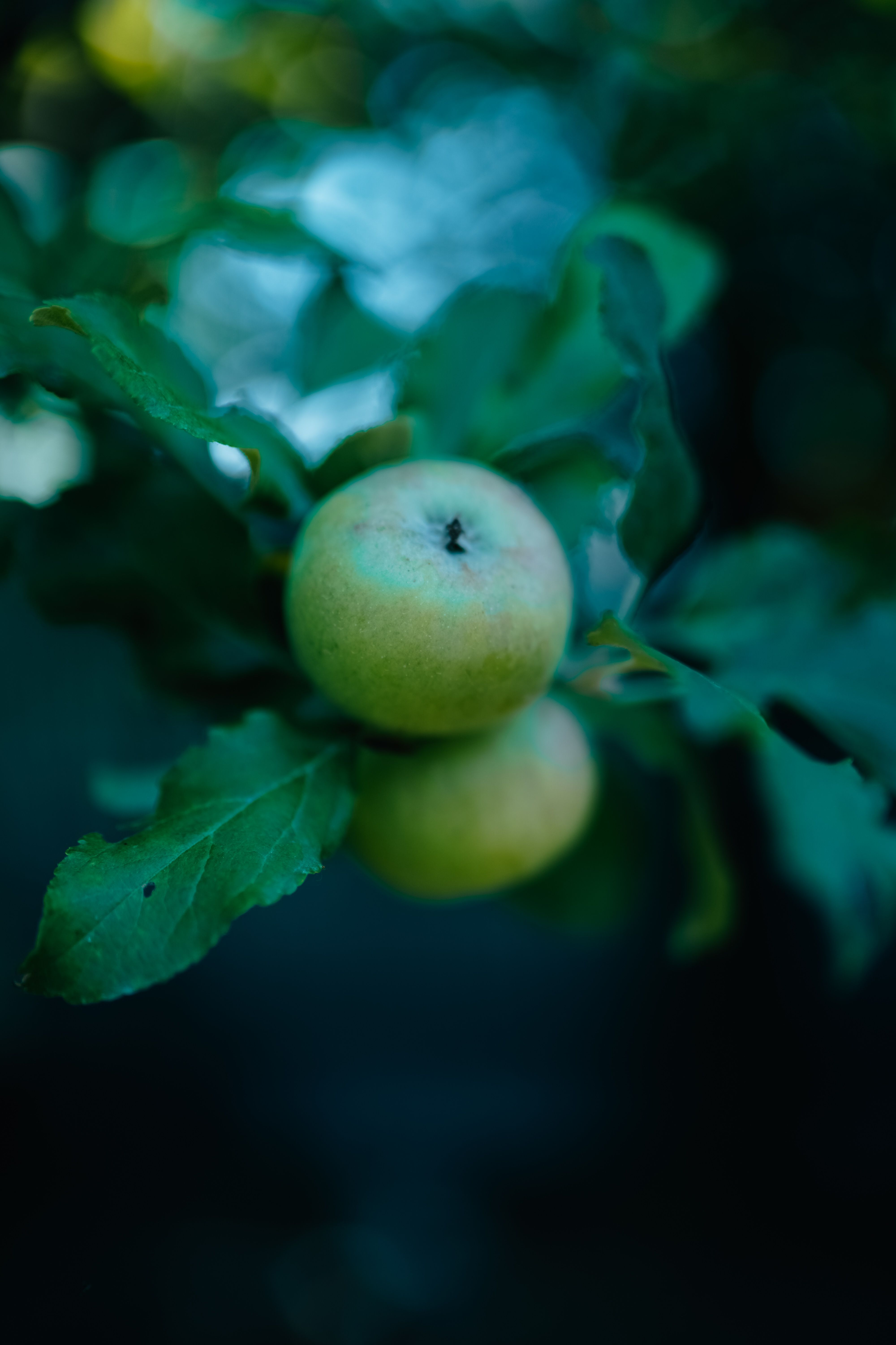 Fresh green apples ready for packing