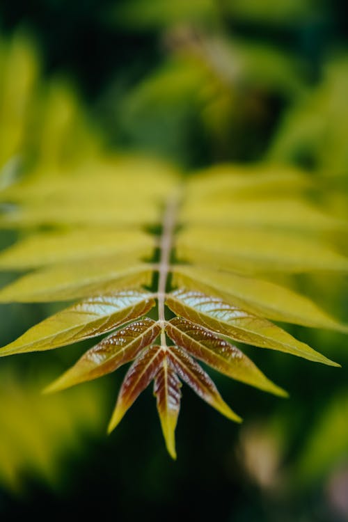 Green and Yellow Leaf Plant